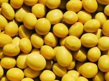 大豆种子：胰蛋白胨的不同分类的特点为您介绍