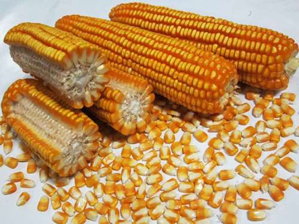 玉米种子批发质量的鉴别