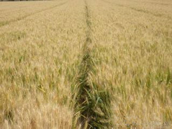 山东小麦种子发芽要有充足的氧气