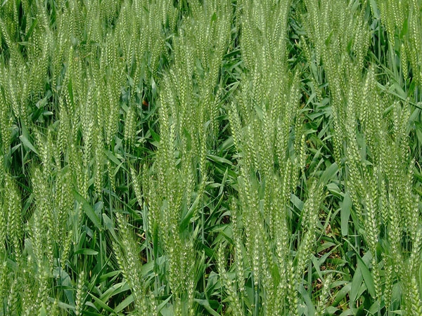 山东小麦种子播种前消毒方法