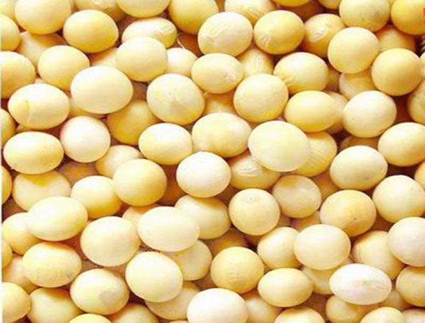 高产大豆种子的主要成分