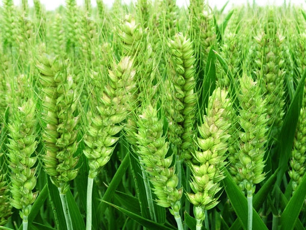 山东小麦种子的外部特征